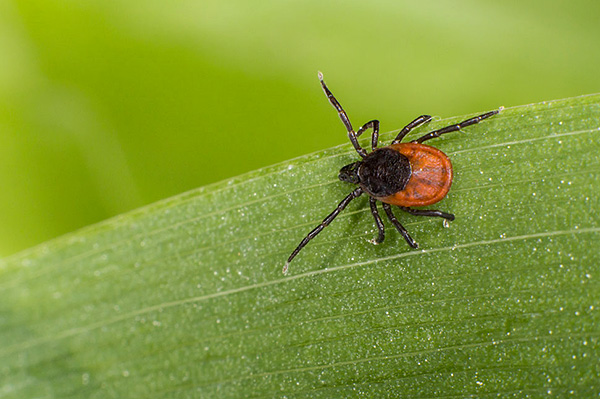 Ixodes ricin
