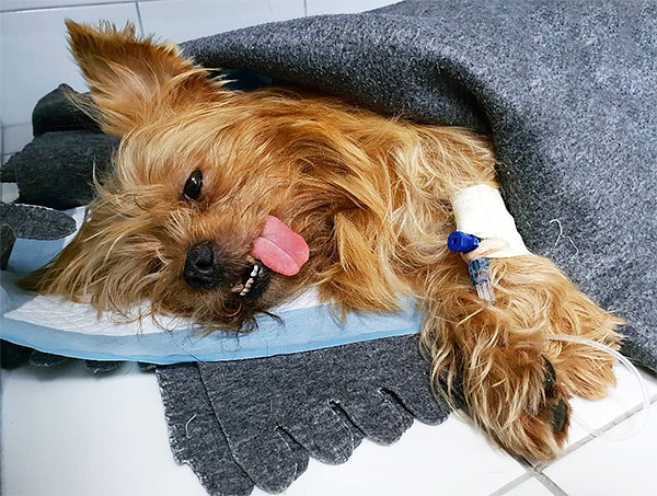 Si le chien n'est pas traité, son état se détériorera rapidement.