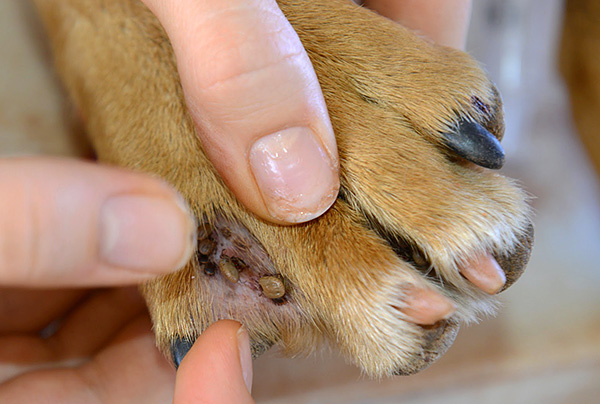 Les tiques ixodides peuvent être porteuses de nombreux agents pathogènes, dont certains sont dangereux pour les chiens.