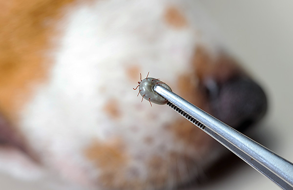 Plus tôt la tique aspirée est retirée du chien, moins il y aura de risque qu'elle ait le temps d'infecter l'animal avec une infection.