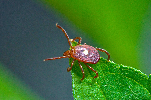 Nous nous familiarisons avec les symptômes et les nuances du traitement de la borréliose transmise par les tiques chez les personnes ...