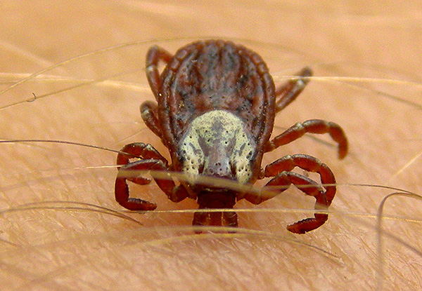 Le parasite injecte des agents infectieux avec la salive lors d'une morsure.