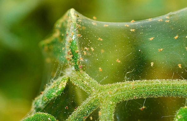 Parlons des dommages que les tétranyques causent aux semis et comment y faire face...