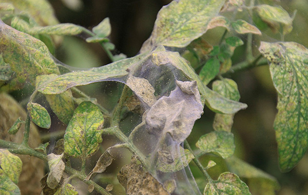 Tétranyque sur les tomates