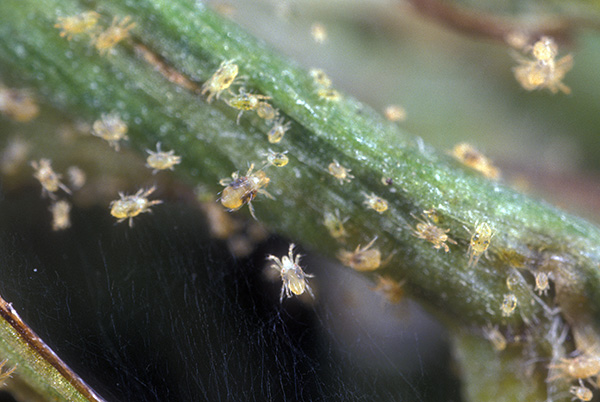 Avec un grand nombre de plantes, il sera très difficile de détruire mécaniquement tous les acariens (et leurs œufs) sur celles-ci.