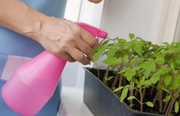 Le moyen le plus optimal de détruire le tétranyque est d'utiliser des produits chimiques (insectoacaricides).