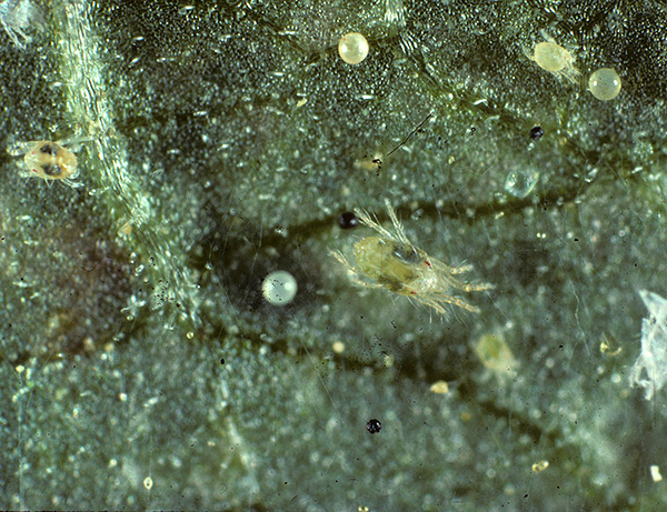 Il n'est pas si facile de protéger de manière fiable les semis contre les dommages causés par les tétranyques.