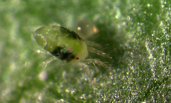 Voici à quoi ressemble un tétranyque à fort grossissement