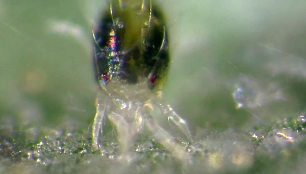 La tique boit le jus des cellules des feuilles de la plante.