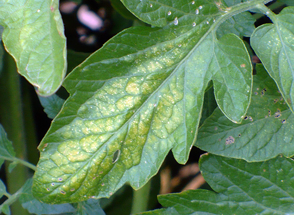 Feuilles de tomates affectées par les tétranyques