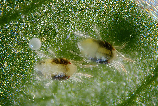 Pendant 2 à 3 semaines, la tique femelle est capable de pondre jusqu'à 150 œufs.