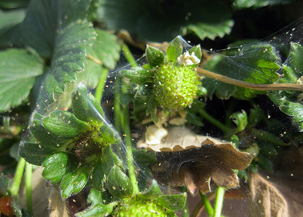 Tétranyque sur les fraises