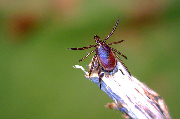 Parlons du choix du meilleur remède pour traiter la zone des tiques ...