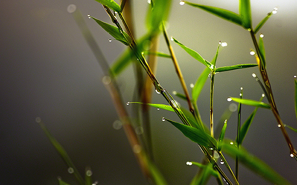 La cyperméthrine est stockée longtemps sur les plantes traitées à l'état séché.