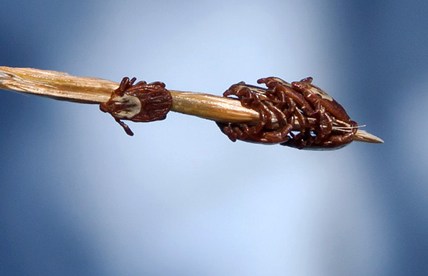 Accumulation de tiques ixodides