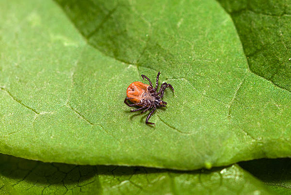 Acarien mort sur une feuille de plante