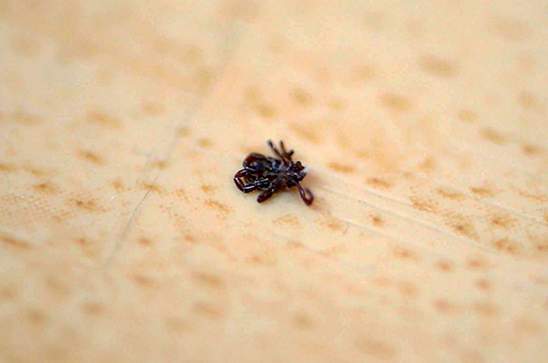 La plupart des tiques meurent quelques heures après le traitement du site.