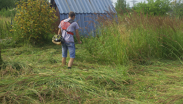 Avant le traitement, il est utile de tondre l'herbe dans la zone.
