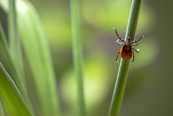 Le traitement anti-tiques peut être effectué par le propriétaire du site lui-même - il est seulement important de prendre en compte certaines des nuances ...