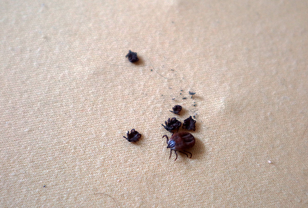 Presque toute la population de tiques de la région mourra dans les 1 à 2 premiers jours suivant le traitement.