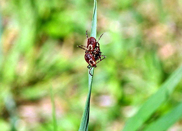 Si des erreurs sont commises pendant le fonctionnement, le nombre de parasites peut ne pas être particulièrement réduit.