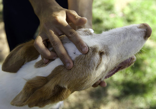 Le traitement anti-tiques du territoire au printemps vous permet dans la plupart des cas de prévenir complètement les piqûres de tiques pendant toute la saison.