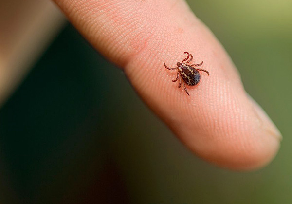 Parmi la variété de remèdes contre les tiques, il existe des médicaments répulsifs et des répulsifs-acaricides.