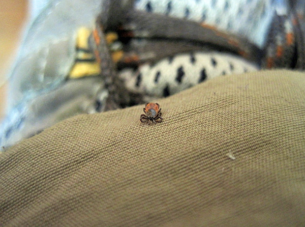 Pour prévenir de manière fiable les piqûres de tiques, il est important de combiner différentes méthodes de protection...