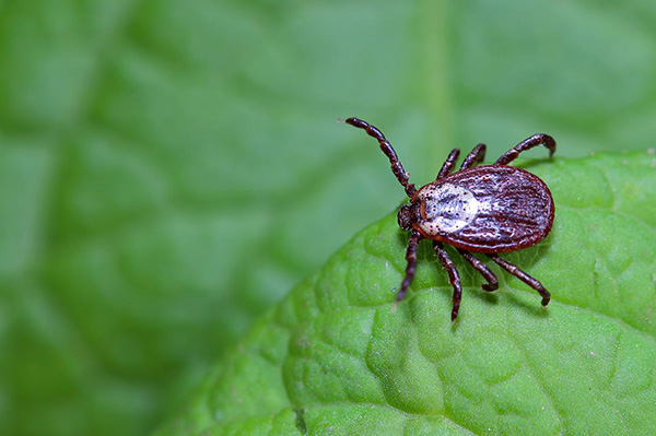 Les ultrasons de faible puissance n'ont pratiquement aucun effet sur le comportement des tiques.