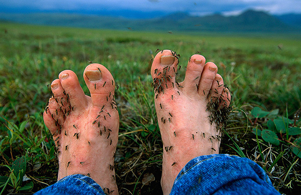 En règle générale, les produits disponibles dans le commerce protègent non seulement des piqûres de tiques, mais également de l'attaque d'autres parasites suceurs de sang.