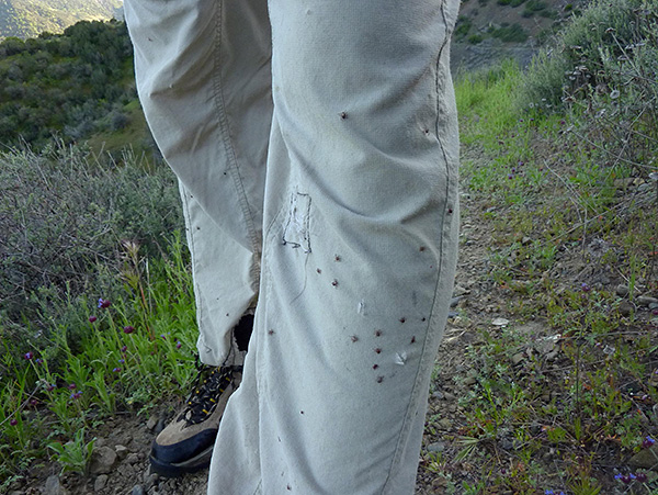 Lorsque vous vous rendez dans des endroits fortement infestés, les répulsifs à tiques conventionnels seront inefficaces.