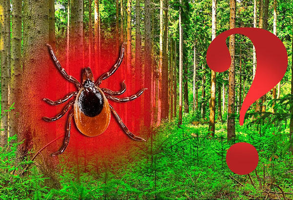 Nous déterminons si les tiques se trouvent dans les forêts de conifères ...