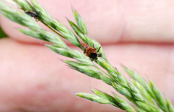 La tique ne grimpe pas aux arbres