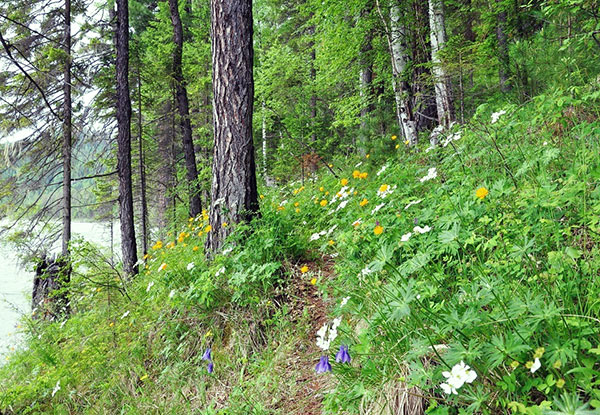 Les tiques choisissent un endroit pour guetter la victime le long des sentiers