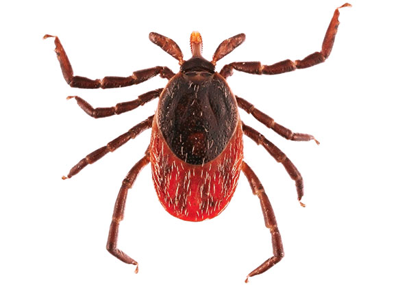 Tique du chien (adulte)