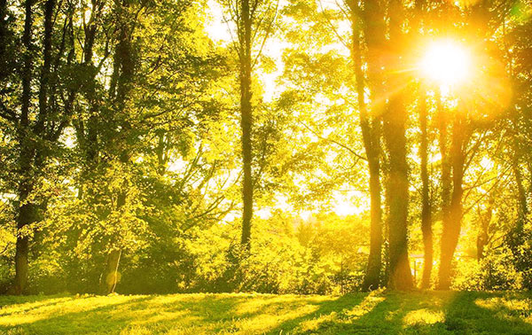 Les tiques sont inactives à la chaleur