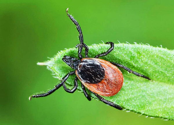 Nous découvrons exactement comment la tique attaque une personne et quels organes sensoriels aident le parasite à chasser...