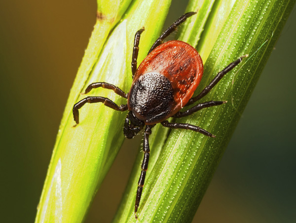 Taïga (Ixodes persulcatus)