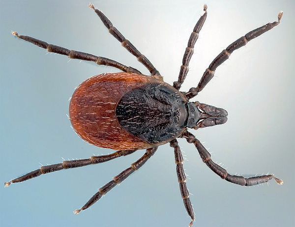 Sensilla - poils sensibles qui recouvrent le corps de la tique