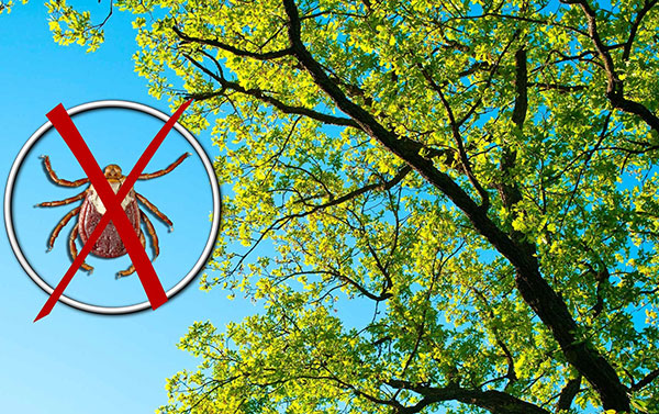 Les tiques ne grimpent pas aux arbres