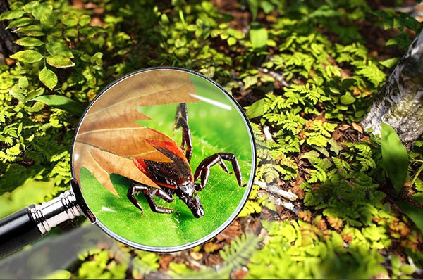 La tique restaure la perte d'humidité en descendant dans le sol de la forêt