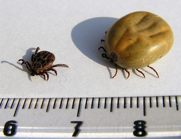 Une tique gorgée de sang comparée à un individu affamé