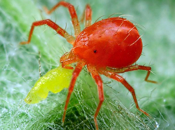 Phytoseiulus - acarien prédateur