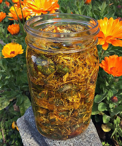 Décoction de calendula contre les acariens