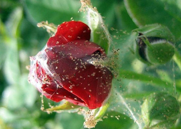 Avec une forte défaite de la plante avec un tétranyque, il est nécessaire d'enlever tous les bourgeons, ovaires et fruits