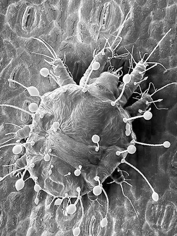 Lit plat (photo au microscope)