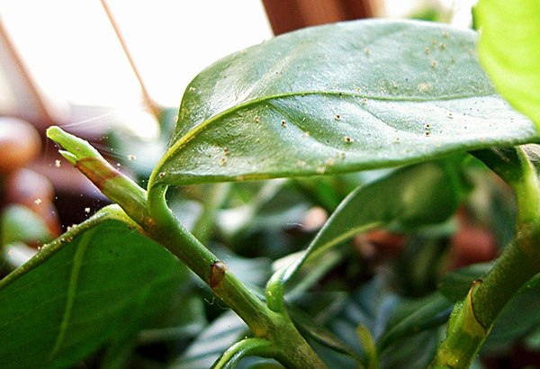 Tétranyque sur Dieffenbachia