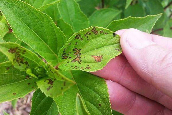 Taches brunes sur les feuilles des plantes d'intérieur, signe de la présence de tétranyques