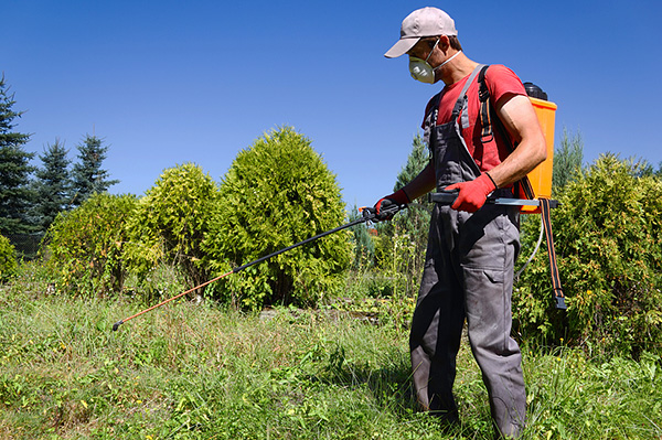 Nous découvrons comment traiter efficacement la zone des tiques.