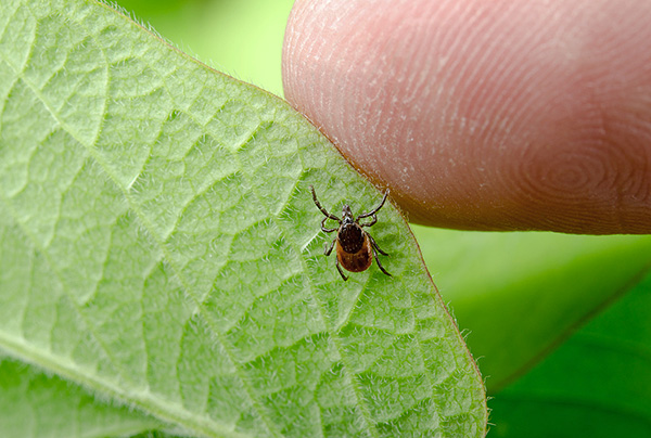 Tique sur une feuille